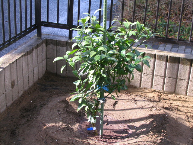 IMG_0008　　　　「みはや」の植え付け作業完了です。明日からは防寒作業を開始いたします。